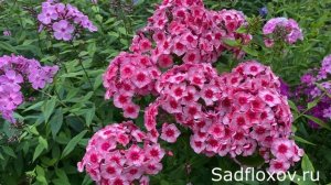 Флокс Старс Энд Страйпс, флокс мимо которого невозможно пройти