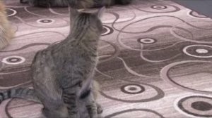 Как воспитывать кота: секреты дрессировки и обучения простейшим командам