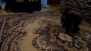 Собака после купания!))