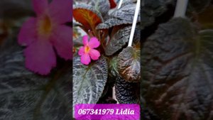 Моя прекрасная эписция Розовая пантера