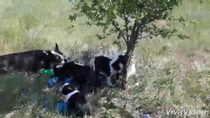 Бостон Терьер Щенки - Игры!