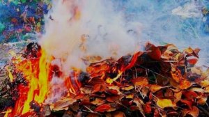 Почему нельзя сжигать листья