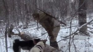 Воспитание  лайки. Последняя охота Чипея.
