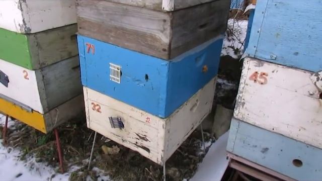 Игорь, как у тебя пчелы зимуют ? - теплая зима и зимовка бакфаст на воле в Подмосковье смотреть онлайн
