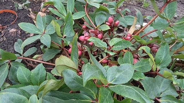 Морозники ( Helleborus), Рождественская роза, Christrose..... смотреть онлайн