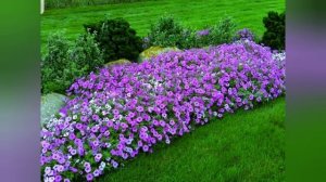 Какую петунию посадить в саду//Ампельные и кустовые петунии//Как правильно выбрать петунию для сада