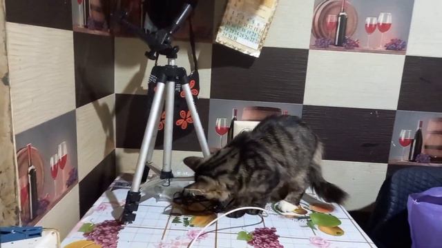 Всем хорошего воскресенья!/Слепой котёнок Тимоша и попугай Кеша. /🐈⬛🦜 смотреть онлайн