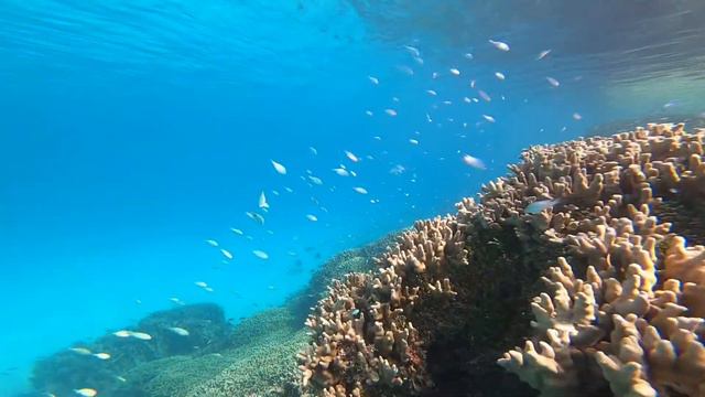 RIU Atoll Maldives - Day 2 snorkelling on the house reef смотреть онлайн