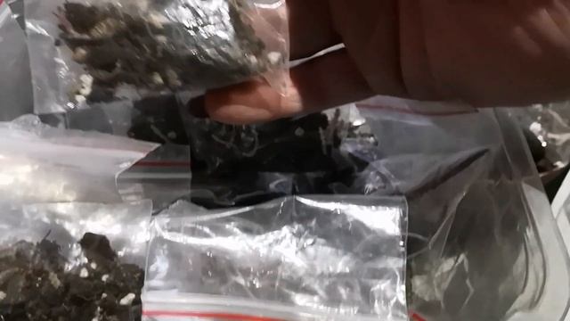 Ризомы Ахименисов мой опыт (посадка) смотреть онлайн