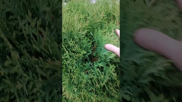 туя западная круглая Литл гиант(джиант)