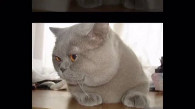 Короткошерстные коты, ушастая прелесть