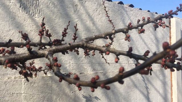 Осторожно, опасность!!!Гриб Монилия!!! смотреть онлайн