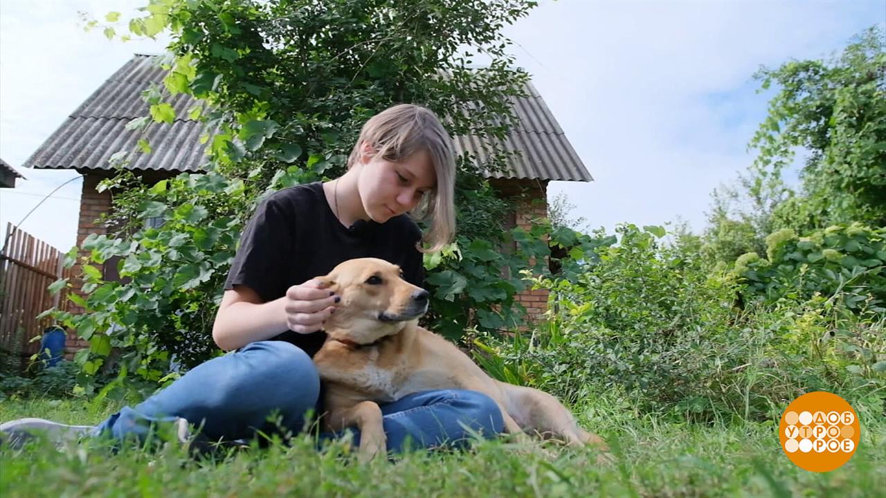 Заберите с дачи тех, кого приручили! Доброе утро. Суббота. Фрагмент выпуска от 09.09.2023