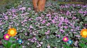 Цикламен косский Айсбрайк. Краткий обзор, описание характеристик cyclamen coum Icebrake