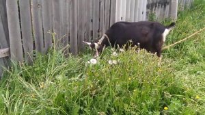 Едят ли козы крапиву