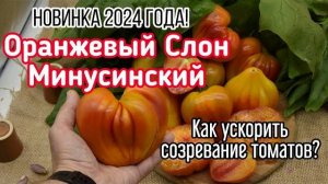 СУПЕР СОРТ - ОРАНЖЕВЫЙ СЛОН МИНУСИНСКИЙ. Это чудо чудесное ускорит созревание томатов.