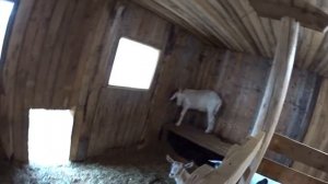 Опилки для подстилки козам ОБЯЗАТЕЛЬНО