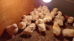 Бизнес на бройлерах, сколько нужно комбикорма для одного бройлера, подробный расчёт комбикорма