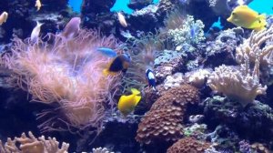 Коралловый риф. Красное море Animals & fish