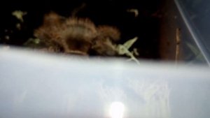 ЯГЕЛЬ для ТЕРРАРИУМИСТА, КИПЕРА и ОРХИДЕЙ (олений мох)