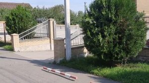 топиарная стрижка туи брабант.