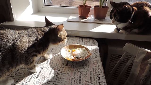 Котенок ест свеклу и макароны / кошачья кухня #2 смотреть онлайн