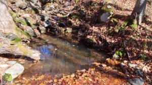 Заповедник "Кедровая падь"