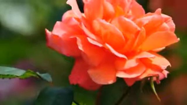 500000930-SP Отличной среды (0.30) смотреть онлайн