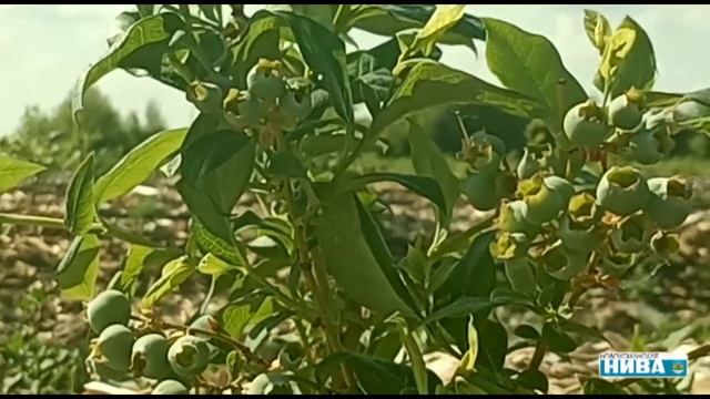 В Новоусманском районе выращивают американскую ягоду смотреть онлайн