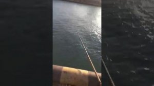 4  Супер интересная рыбалка в Туапсе Super interesting fishing in Tuapse 2023