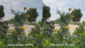 Sharp Aquos R8 Pro vs iPhone 14 Pro Max Camera Test