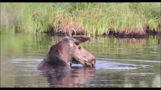 ЭКОЛОГИЧЕСКИЕ ФАКТОРЫ УСЛОВИЯ СРЕДЫ смотреть онлайн