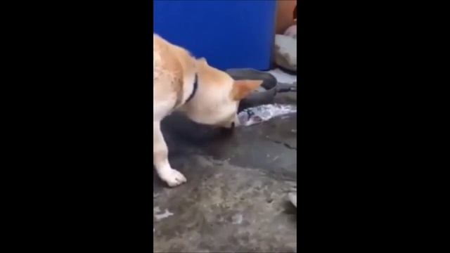 Собака пытается не кашлять. Твкток відео собака трахае школьницу. видео собака пытается икнуть.