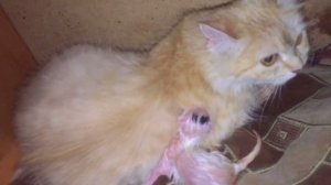 Роды у кошки? что делать?