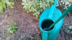 ВНЕКОРНЕВАЯ ПОДКОРМКА РОЗ ДЛЯ БУЙНОГО ЦВЕТЕНИЯ. ОЧЕНЬ ЭФФЕКТИВНЫЙ ПРЕПАРАТ ВО ВРЕМЯ БУТОНИЗАЦИИ.