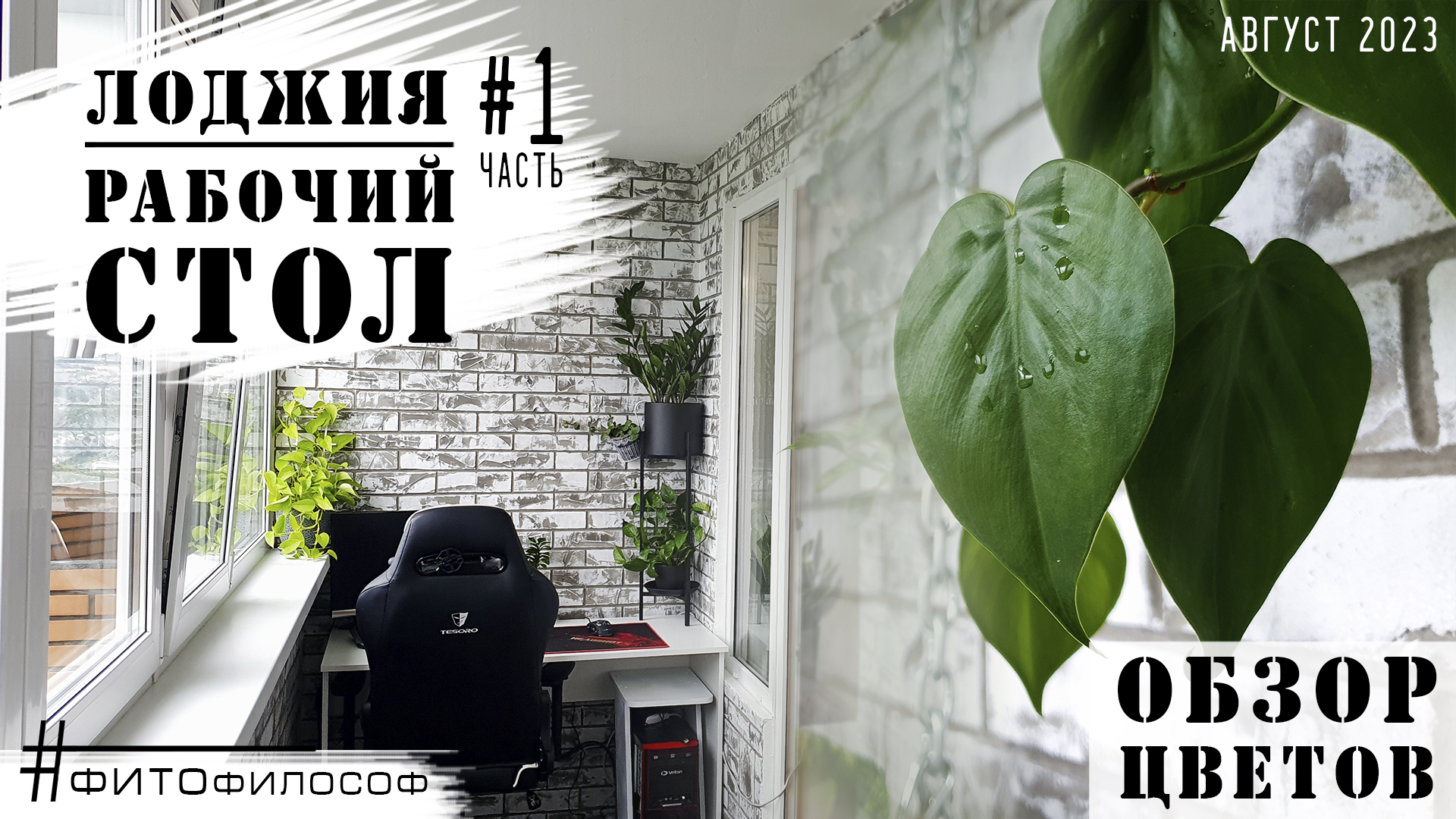 МОИ РАСТЕНИЯ на лоджии. РАБОЧИЙ СТОЛ. Обзор растений.
