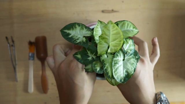 Syngonium Podophyllum Repot