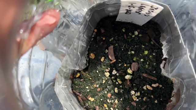 Winter Sowing Update - was March too late to start flower seeds? смотреть онлайн