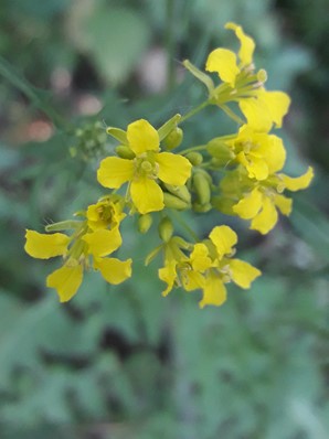 111. Гулявник Лёзеля - Sisymbrium loeselii