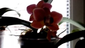 Орхидеи/Уход за орхидеями/Обзор цветения орхидей Фаленопсис
Обзор цветения моих орхидей