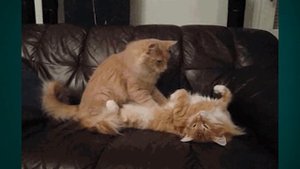 КАК МЯУКАТЬ И ТЫГЫДЫКАТЬ ПО-КОРЕЙСКИ? Урок корейской котологии