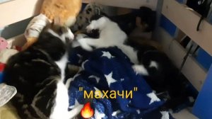 Мотор📽...котики!