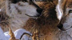 ЛЕГЕНДА О ВОЛКЕ И ВОЛЧИЦЕ/Стих. До слёз?