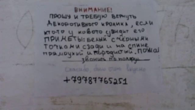 В Крыму едят домашних декоративных кролей смотреть онлайн