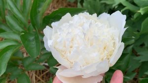 Paeonia 'Capital Dome' (Bigger 1979)- канал ЮТУБ : ПІВОНІЇ - ВСЕ ПРО НИХ