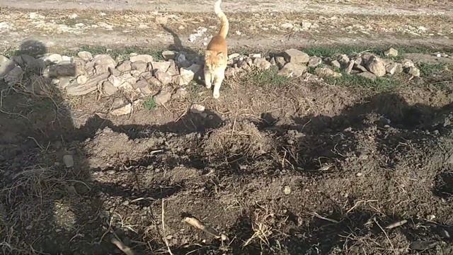 Корчевание пней корней и посадка яблонь смотреть онлайн