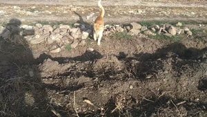 Корчевание пней корней и посадка яблонь