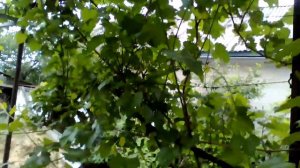 Виноград Петренко 52 , состояние на весну 2019 года.