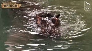 Hippos Return to Cheyenne Mountain Zoo!