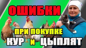 Ошибки при покупке кур и цыплят. Основные правила - карантин, пропойки, вакцинирование.